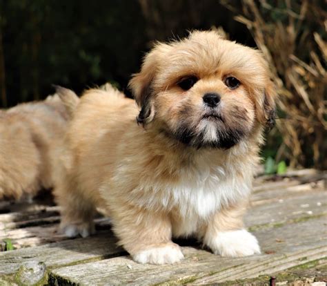 Élevage de Lhassa Apso en France 